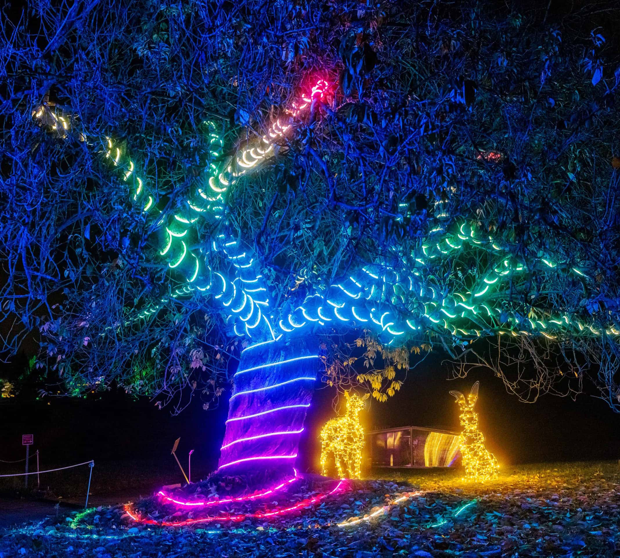 “Leuchtende Märchenlandschaft im Botanischen Garten Berlin: Christmas Garden”