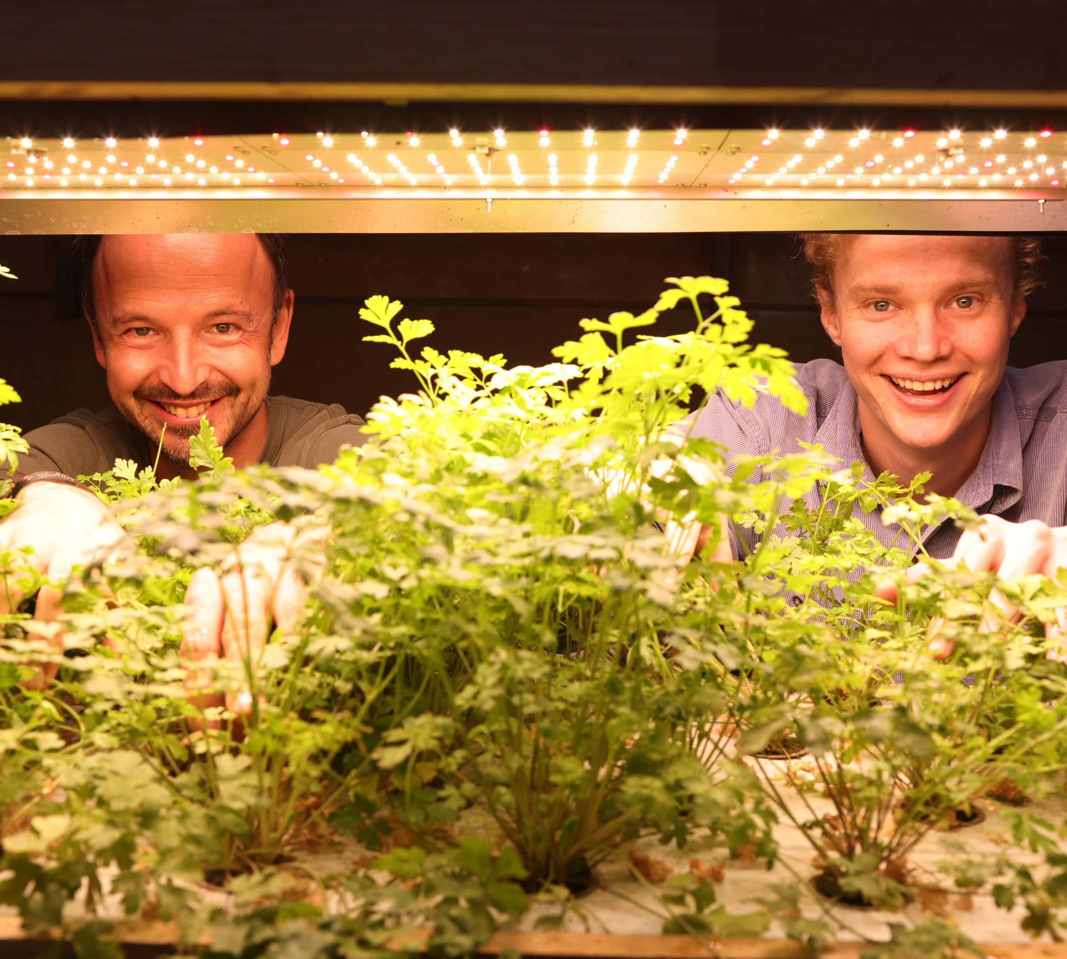 Biologisches Vertical Farming – simplePlant und Hobenköök präsentieren Prototypen